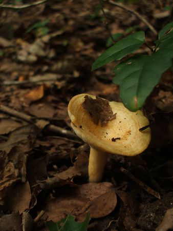 f:id:apoca:20090927201407j:image