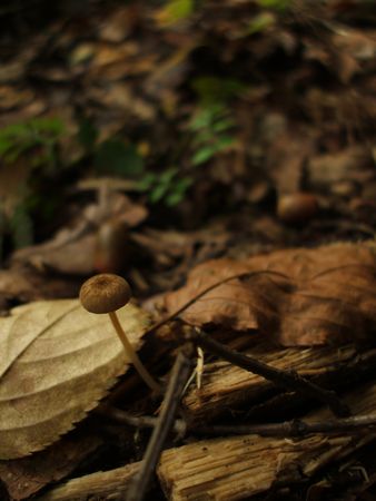 f:id:apoca:20090927201408j:image