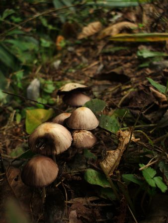 f:id:apoca:20090927201409j:image