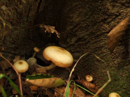 f:id:apoca:20090927201410j:image