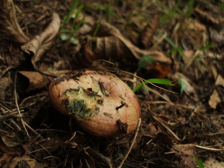 f:id:apoca:20090927201411j:image