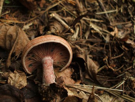 f:id:apoca:20090927201412j:image