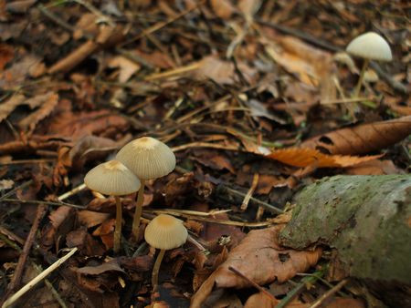 f:id:apoca:20091014231436j:image