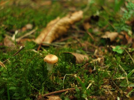 f:id:apoca:20091014231437j:image