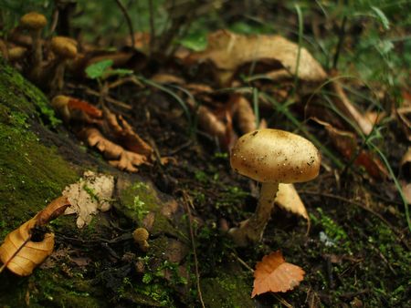 f:id:apoca:20091014231439j:image