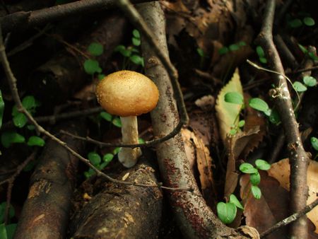 f:id:apoca:20091014231442j:image