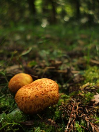 f:id:apoca:20091014231444j:image