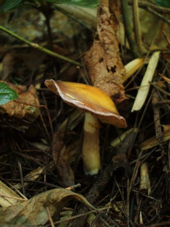 f:id:apoca:20091014231446j:image