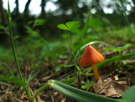 f:id:apoca:20091014231447j:image