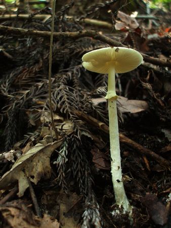 f:id:apoca:20091014231448j:image