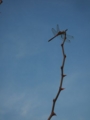 [空]蜻蛉と秋空