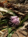 [花]高森の花