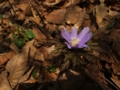 [花]泉ヶ岳の花