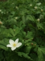 [花]高森の花