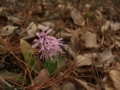 [花]高森の花
