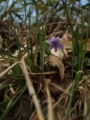 [花]高森の花