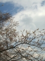 [花]高森の花