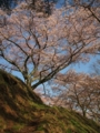 [花]高森の桜
