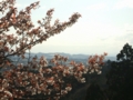 [花]高森の桜