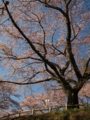 [花]高森の桜