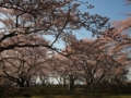 [花]高森の桜