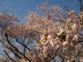 [花]高森の桜
