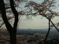 [花]高森の桜