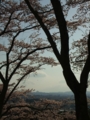 [花]高森の桜