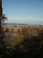 [花]高森の桜