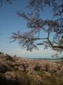 [花]高森の桜