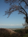 [花]高森の桜
