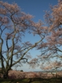 [花]高森の桜