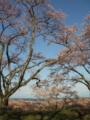 [花]高森の桜