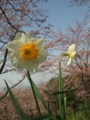 [花]加護坊山の花