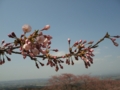 [花]加護坊山の桜