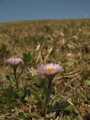 [花]加護坊山の花