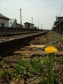 [花][鉄道]金木駅のタンポポ