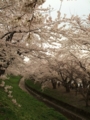 [花]弘前公園の桜