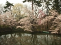 [花]弘前公園の桜