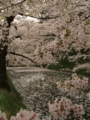 [花]弘前公園の桜