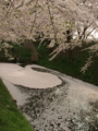 [花]弘前公園の桜