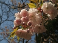 [花]菅野沢溜池そばの桜