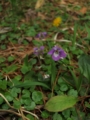 [花]高森の花