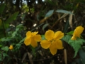 [花]高森の花