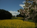 [花]朴島の菜の花と桜