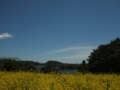 [花][海]朴島の菜の花と海