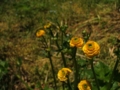 [花]朴島の花