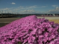 [花]桂島港の芝桜