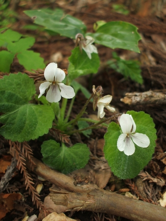 f:id:apoca:20100516231049j:image