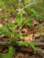 [花]番ヶ森山の花